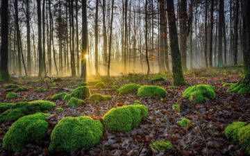 Картинка природа лес солнце кочки мох осень листья лучи деревья