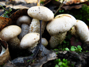 Картинка природа грибы семейка грибная