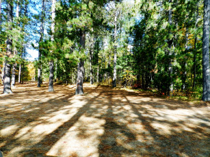 Картинка природа лес тени сосны