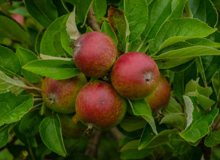 Картинка природа плоды яблоки