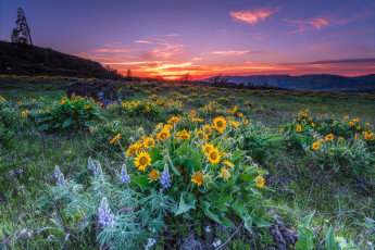 Картинка природа луга простор