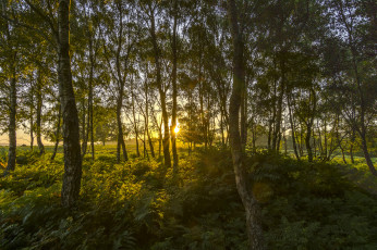 Картинка природа лес деревья