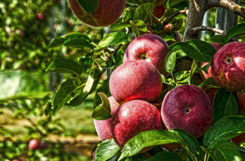 Картинка природа плоды яблоки