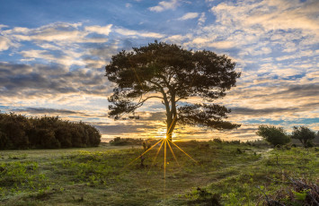 Картинка природа деревья рассвет