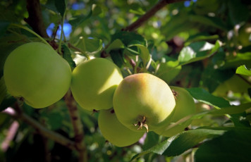 Картинка природа плоды яблоки