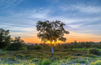 Картинка природа деревья рассвет
