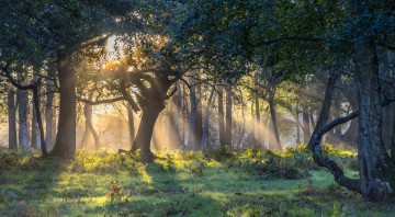 Картинка природа лес простор