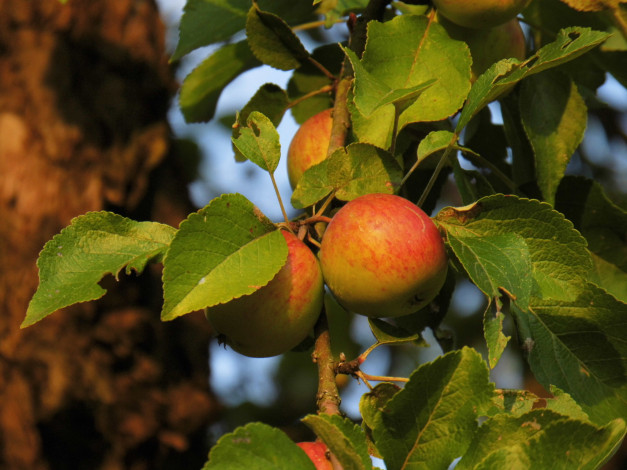 Обои картинки фото природа, плоды, яблоки