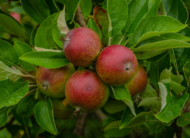 Обои картинки фото природа, плоды, яблоки