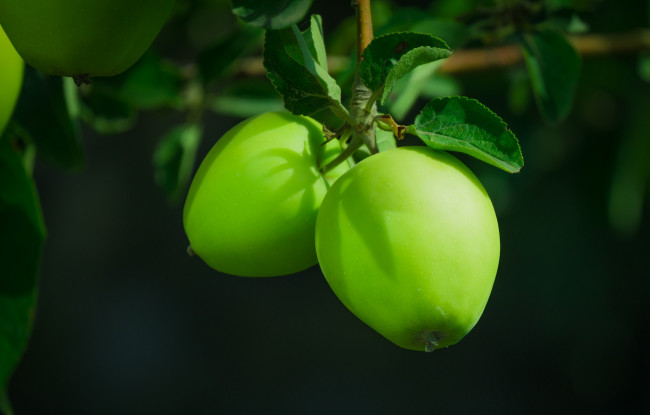 Обои картинки фото природа, плоды, яблоки