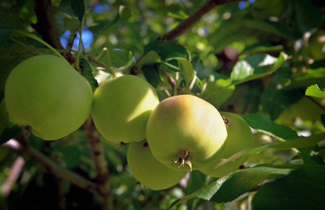 Обои картинки фото природа, плоды, яблоки