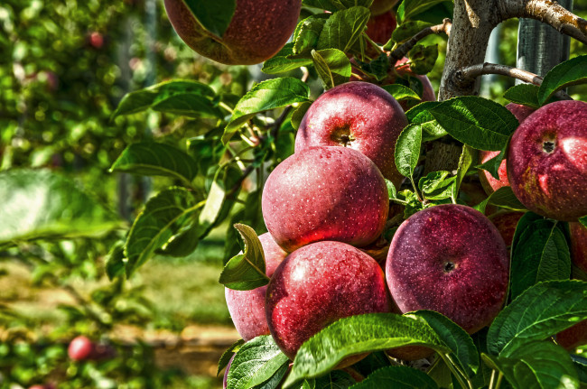 Обои картинки фото природа, плоды, яблоки