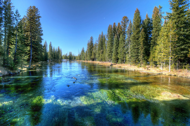 Обои картинки фото природа, реки, озера, река, лес