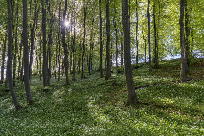 Обои картинки фото природа, лес, цветы, деревья