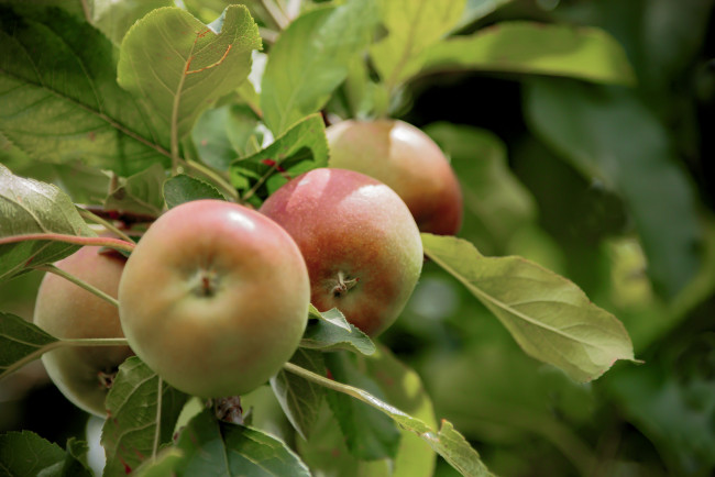 Обои картинки фото природа, плоды, яблоки