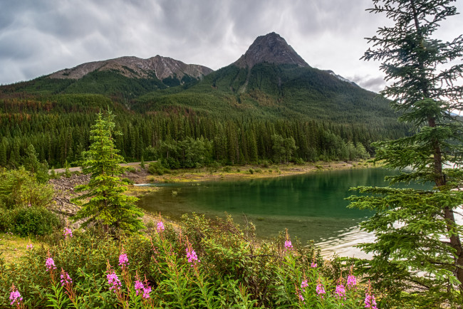 Обои картинки фото природа, реки, озера, река, лес