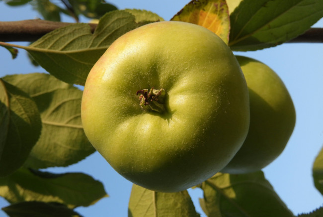 Обои картинки фото природа, плоды, яблоки