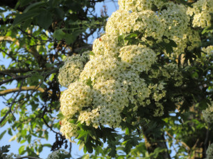 Картинка цветы цветущие+деревья+ +кустарники весна 2018