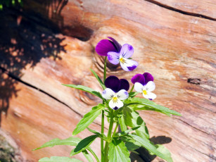 Картинка цветы фиалки нежный