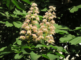 Картинка цветы каштаны весна 2018