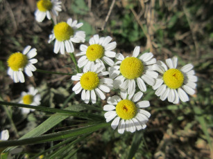 Картинка цветы ромашки весна 2018