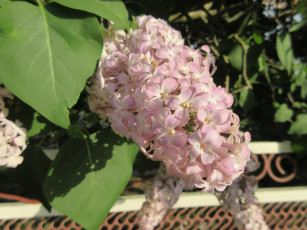 Картинка цветы сирень весна 2018