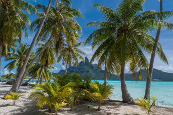 Картинка природа тропики простор