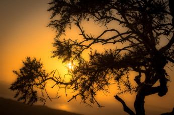 Картинка природа деревья простор