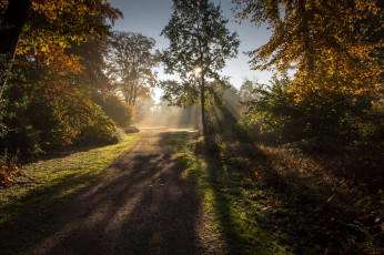 Картинка природа лес простор