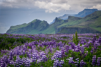 Картинка природа луга простор