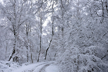 Картинка природа зима снег