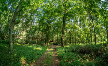 Картинка природа лес простор