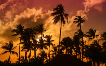 Картинка природа тропики простор