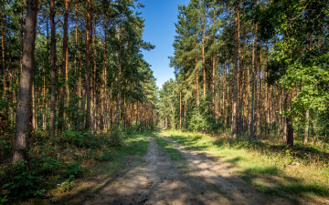 Картинка природа дороги простор