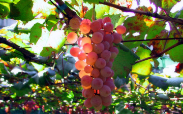 Картинка природа Ягоды +виноград гроздья