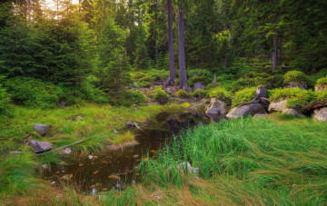 Картинка природа лес простор