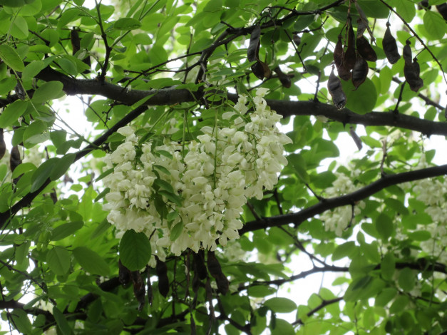 Обои картинки фото цветы, акация, весна, 2018