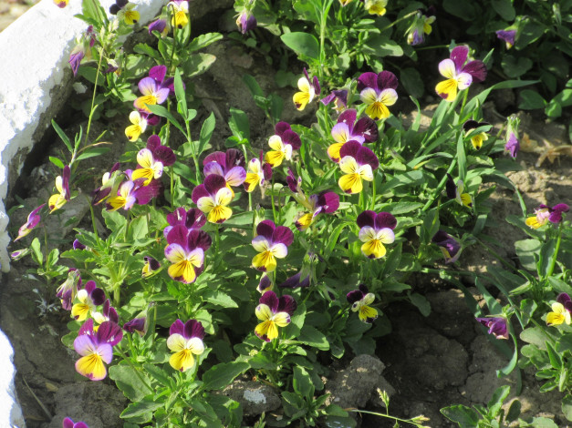 Обои картинки фото цветы, анютины глазки , садовые фиалки, весна, 2018