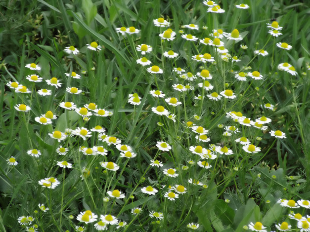 Обои картинки фото цветы, ромашки, весна, 2018