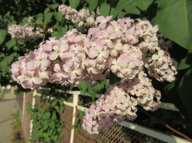 Обои картинки фото цветы, сирень, весна, 2018