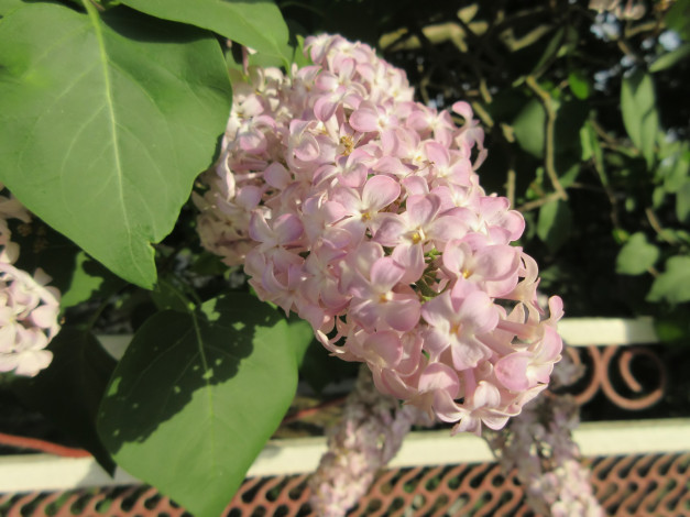 Обои картинки фото цветы, сирень, весна, 2018