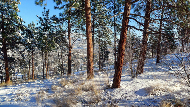 Обои картинки фото природа, зима, снег