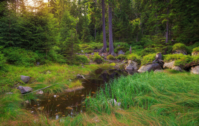 Обои картинки фото природа, лес, простор