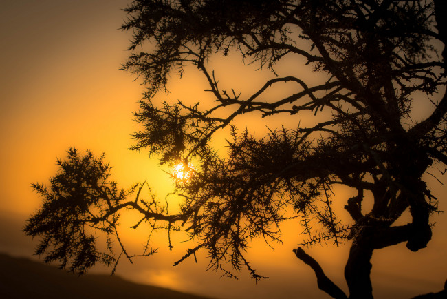 Обои картинки фото природа, деревья, простор