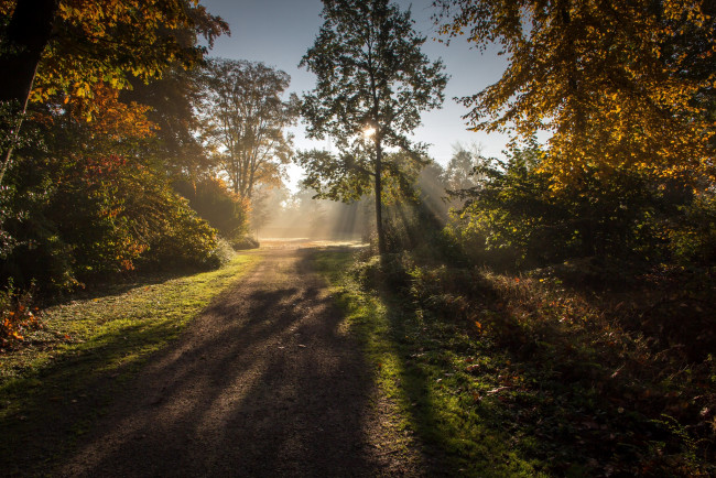 Обои картинки фото природа, лес, простор