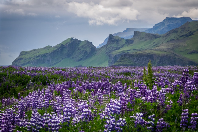 Обои картинки фото природа, луга, простор