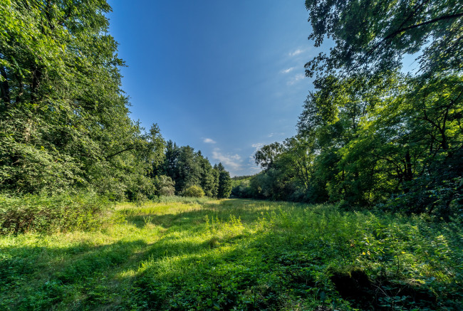 Обои картинки фото природа, лес, простор