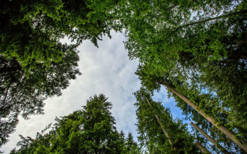 Картинка природа деревья кроны