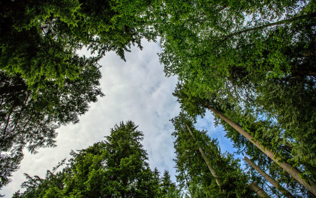 Обои картинки фото природа, деревья, кроны