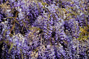 Картинка цветы глициния вистерия